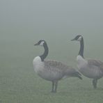 Kanadagans: Wenn Nebel die Sicht versperrt