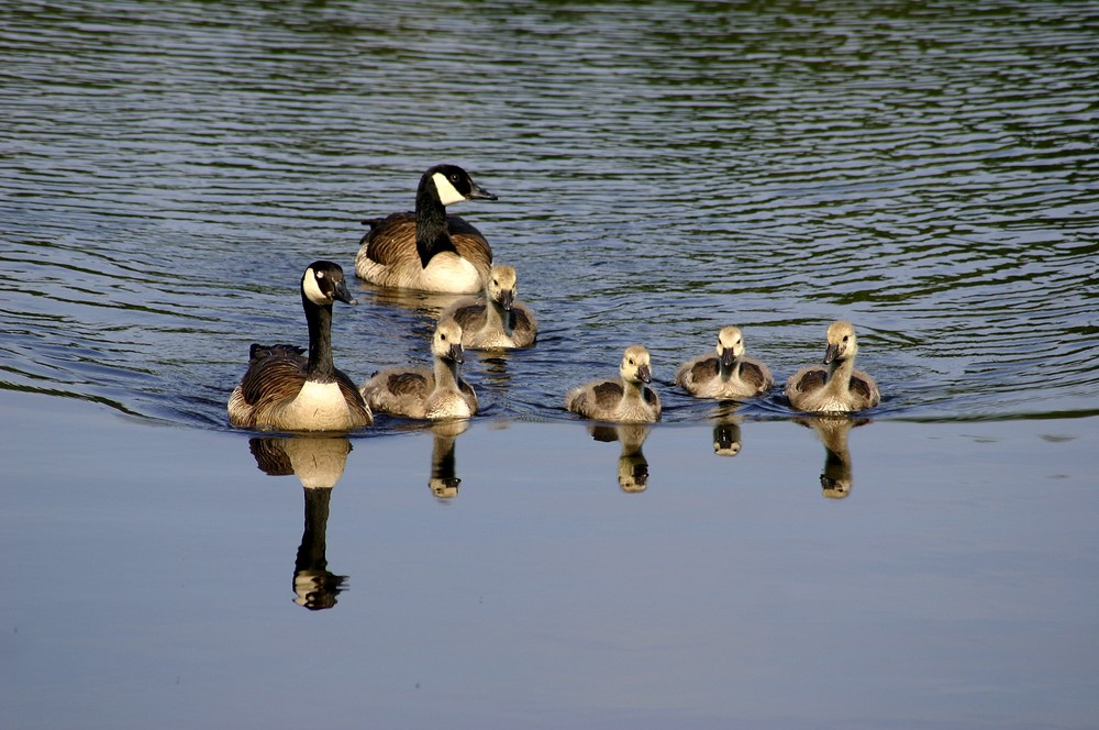 ...Kanadagansfamilie