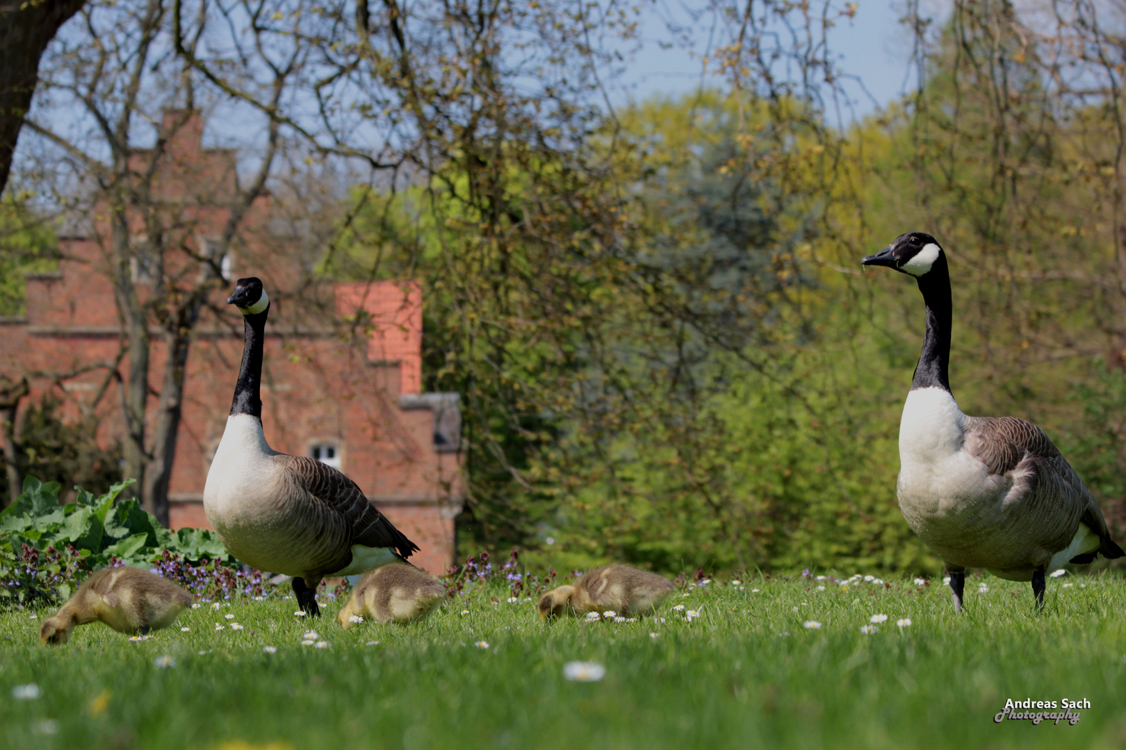 Kanadagansfamilie im Hertener Schlosspark