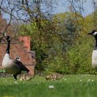 Kanadagansfamilie im Hertener Schlosspark