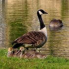 Kanadagansfamilie mit jungen Küken