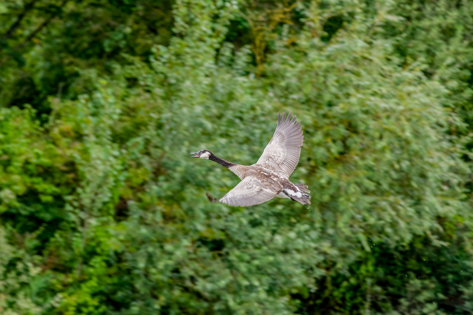 Kanadaganz im Flug