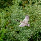 Kanadaganz im Flug