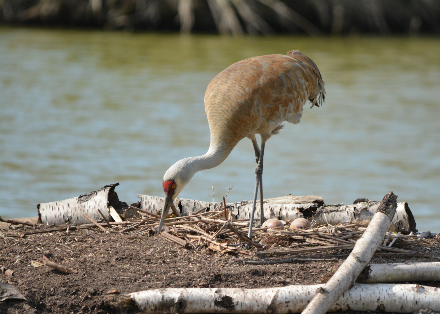 Kanadakranich - Sandhill Crane