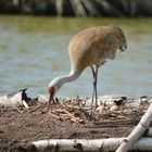 Kanadakranich - Sandhill Crane