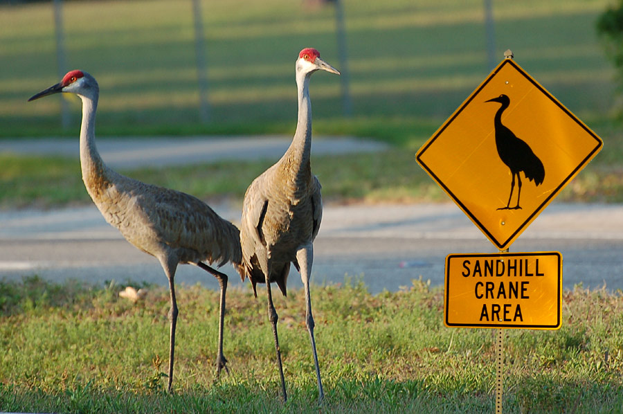 Kanadakraniche - Sandhill Crane (Grus canadensis)