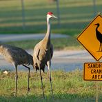 Kanadakraniche - Sandhill Crane (Grus canadensis)