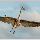 Kanadareiher (Ardea herodias)