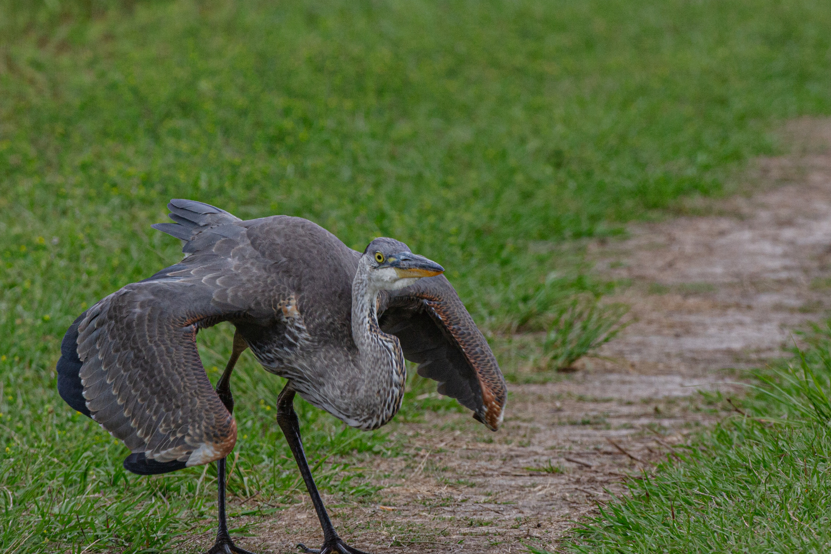 Kanadareiher (Ardea herodias9