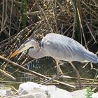 Kanadareiher  -  Great Blue Heron