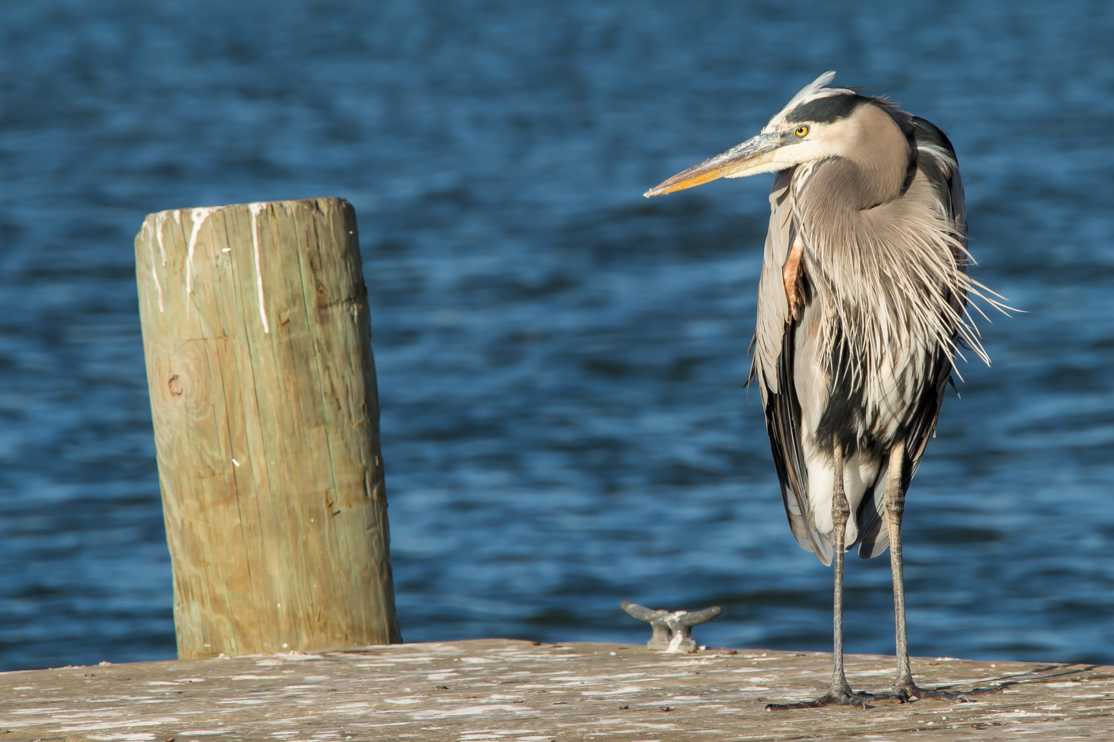 Kanadareiher - Great Blue Heron