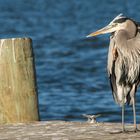 Kanadareiher - Great Blue Heron