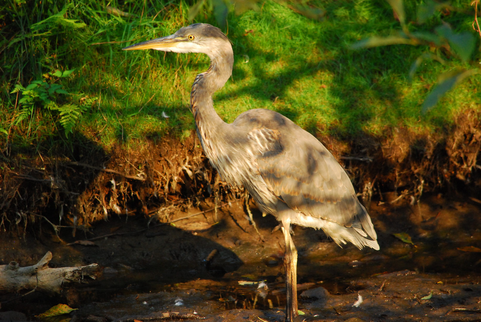 Kanadareiher - Great Blue Heron