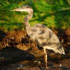 Kanadareiher - Great Blue Heron