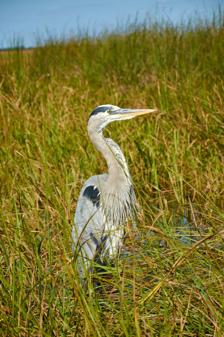 Kanadareiher in den Everglades