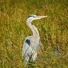 Kanadareiher in den Everglades