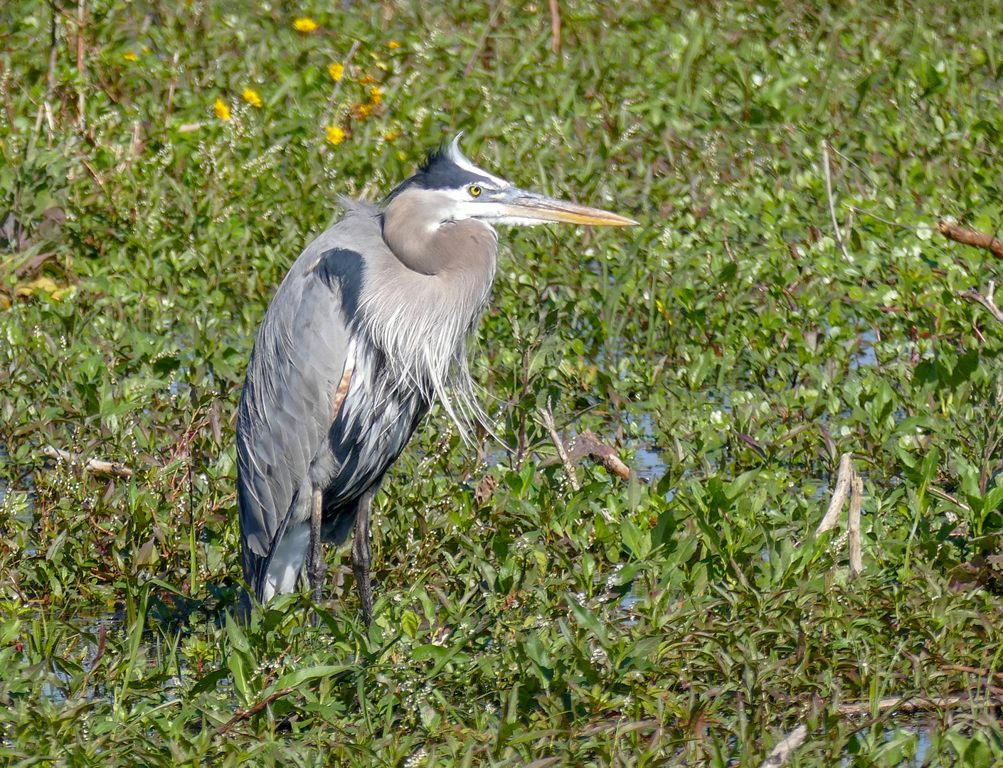 Kanadareiher oder Great Blue Heron