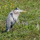 Kanadareiher oder Great Blue Heron