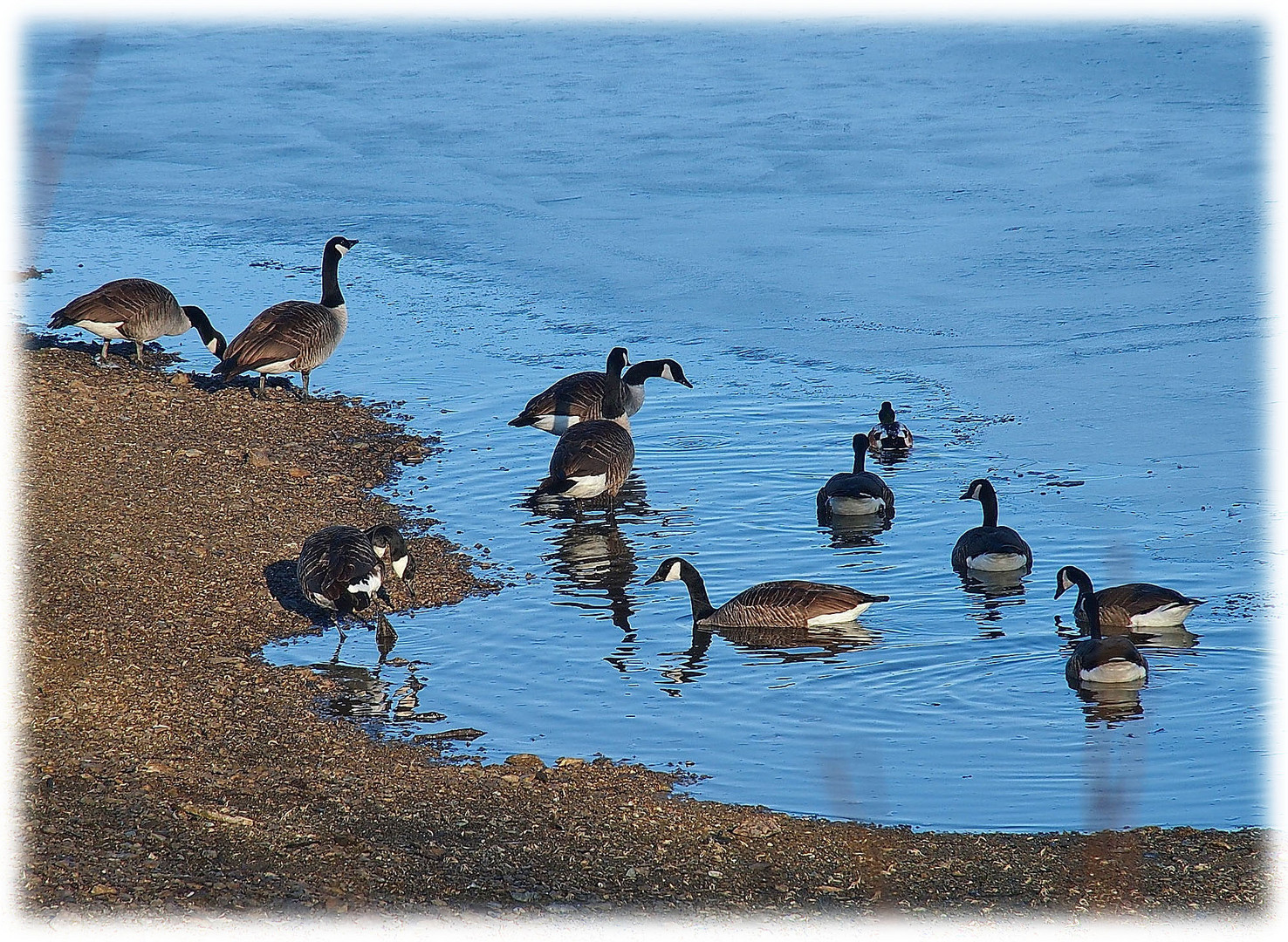 Kanadier am Förmitzsee