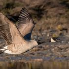 Kanadier im Vorbeiflug