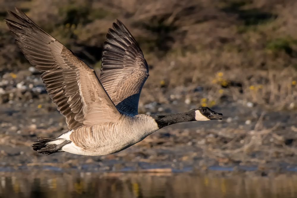 Kanadier im Vorbeiflug