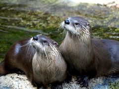 Kanadische Fischotter jetzt im Bärengehege im Zoo Basel