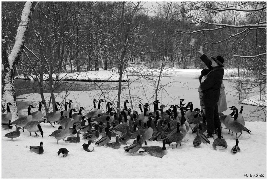 Kanadische Gänsebratenfütterung ;-)