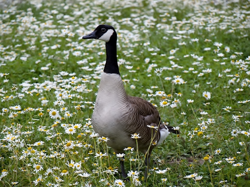 Kanadische Gans