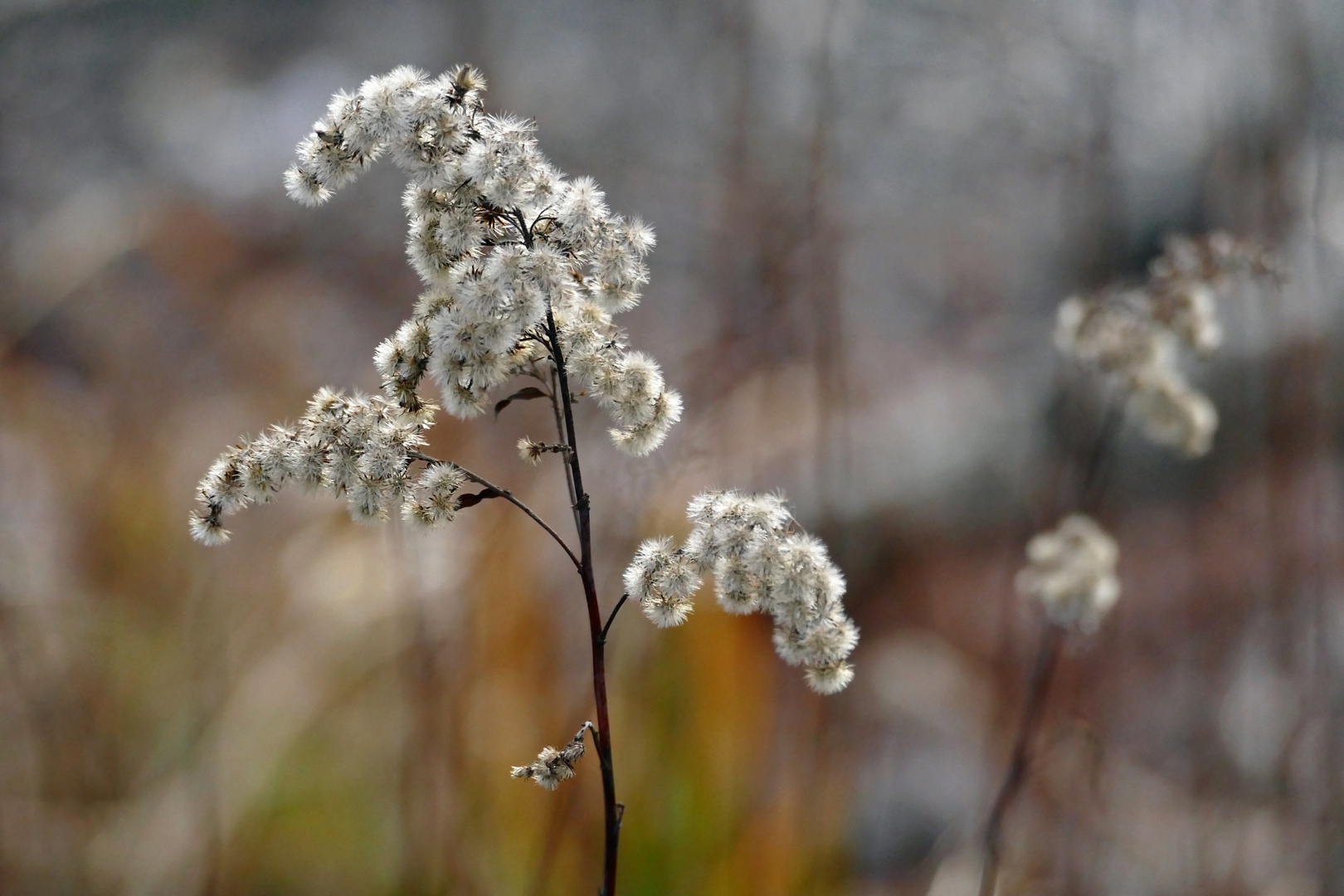 Kanadische Goldrute (Solidago canadensis)