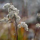 Kanadische Goldrute (Solidago canadensis)