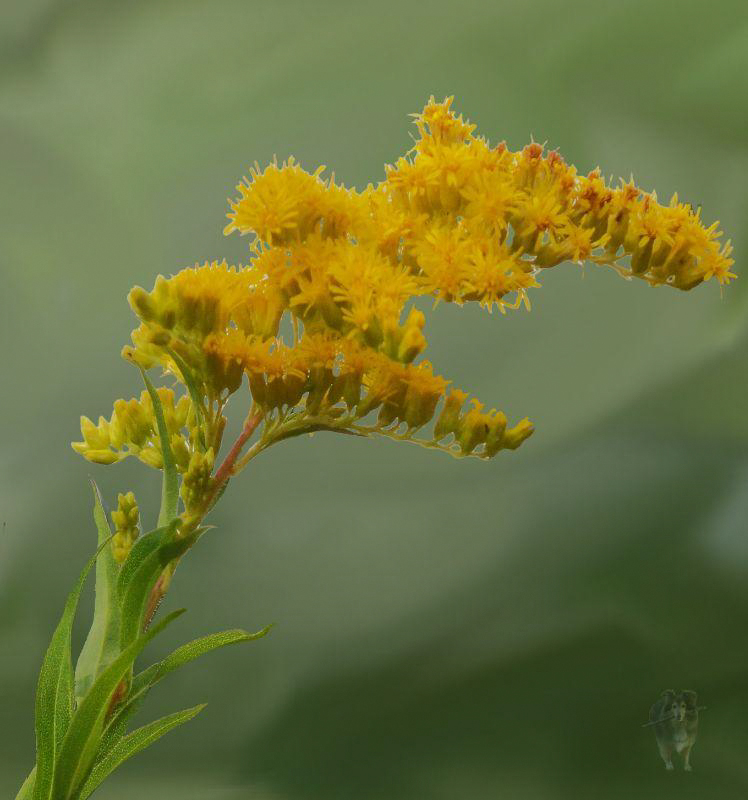 Kanadische Goldrute (Solidago canadensis) 