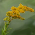 Kanadische Goldrute (Solidago canadensis) 