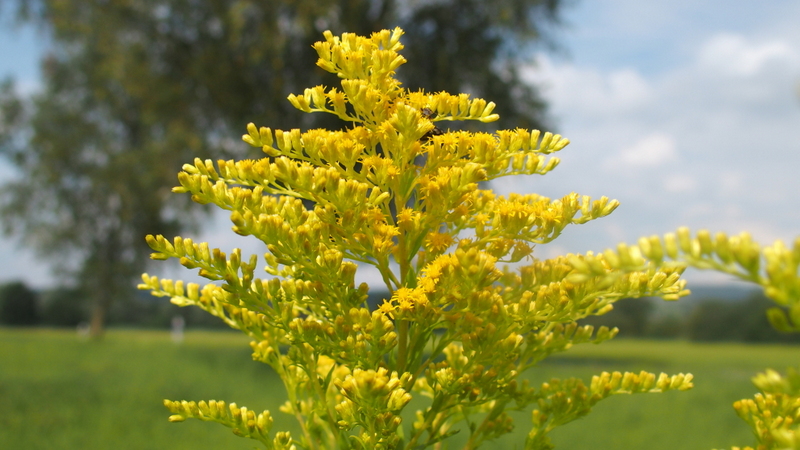 Kanadische Goldrute 'Solidago canadensis'