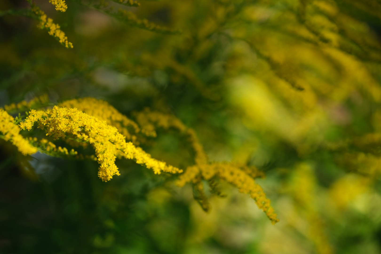 Kanadische Goldrute (Solidago canadensis) im Morgenlicht