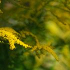 Kanadische Goldrute (Solidago canadensis) im Morgenlicht