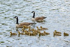 Kanadische Großfamilie