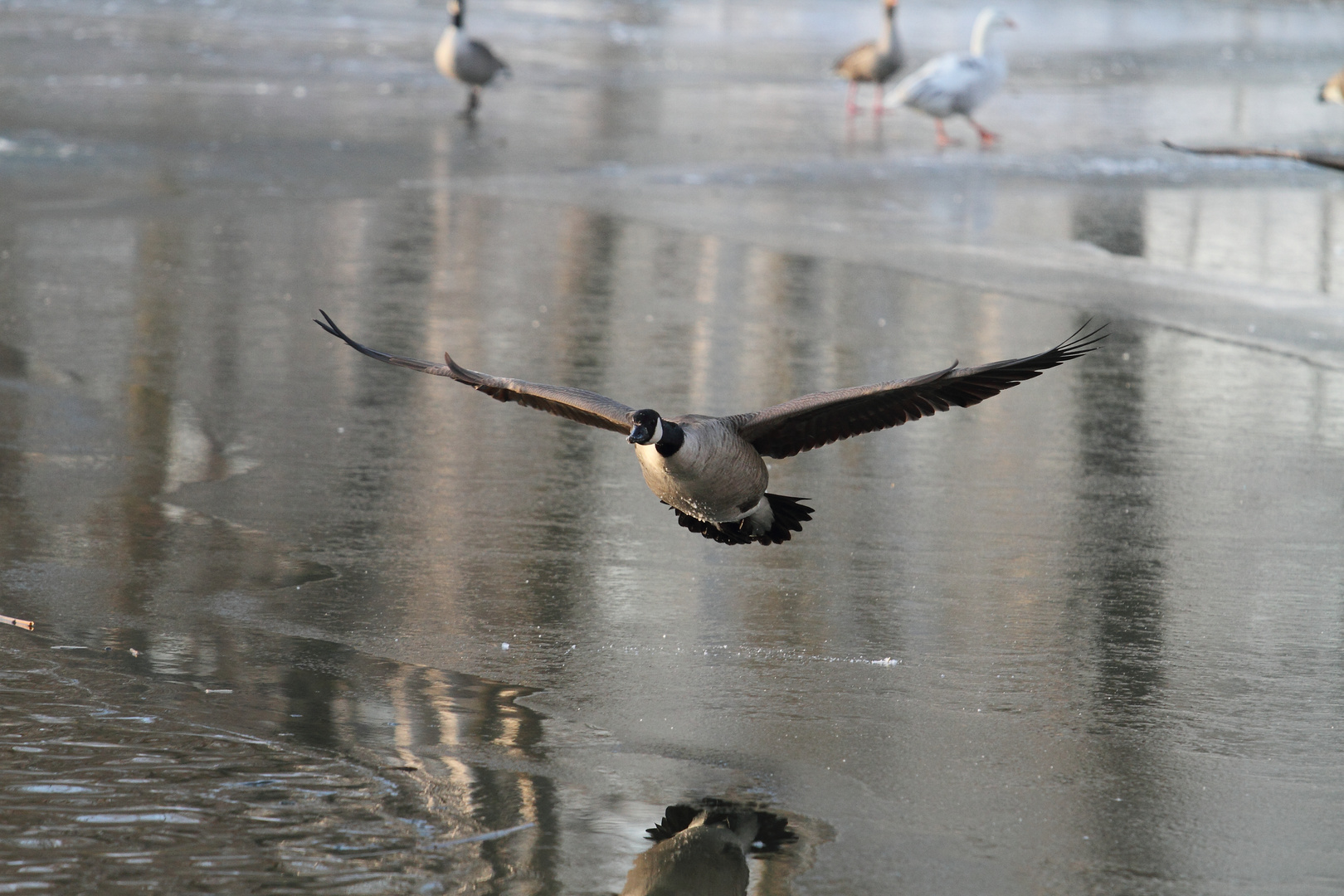 Kanadische Tiefflug Gans