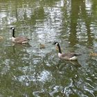 Kanadische wildgänse - Ausflug mit den Kleinen