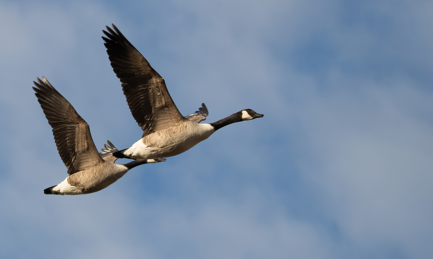 Kanadische Wildgänse im Flug