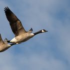 Kanadische Wildgänse im Flug