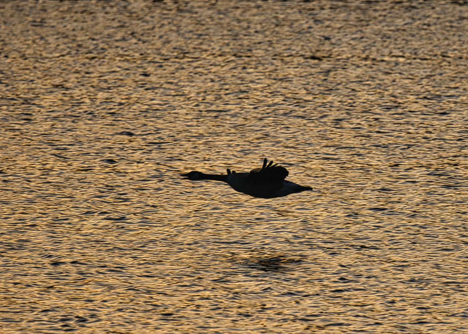 Kanadische Wildgans in der Abendsonne...