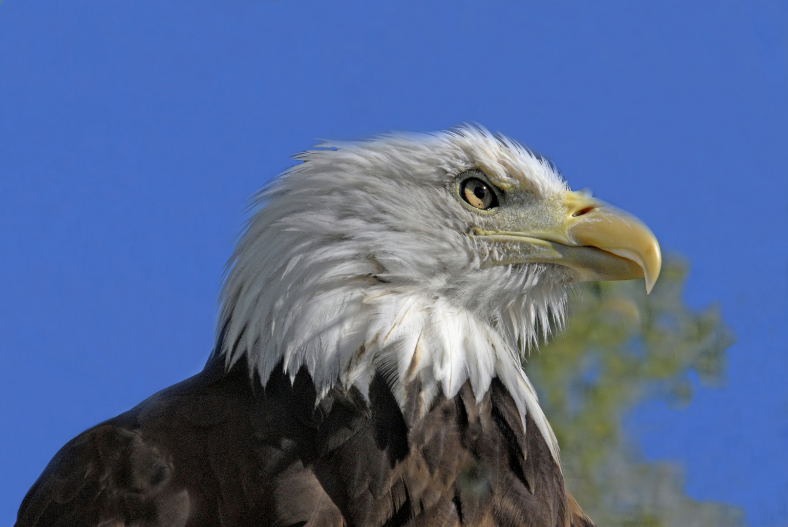 Kanadischer Bald Eagle
