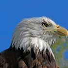 Kanadischer Bald Eagle