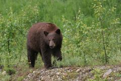 Kanadischer Braunbär