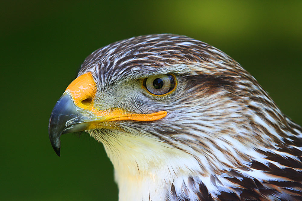 Kanadischer Bussard