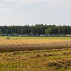 Kanadischer Einbaum auf der Alb