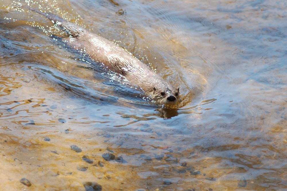 kanadischer Fischotter