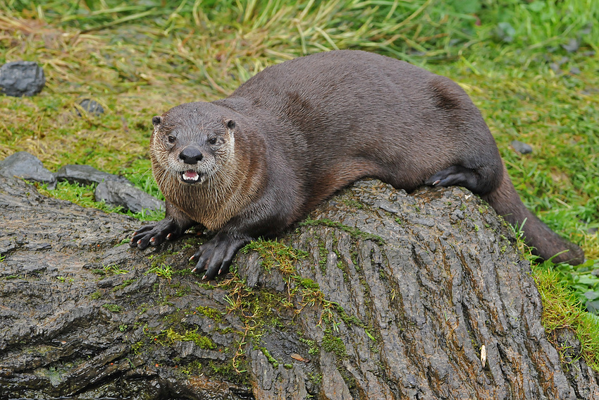 (Kanadischer) Fischotter-Felsen