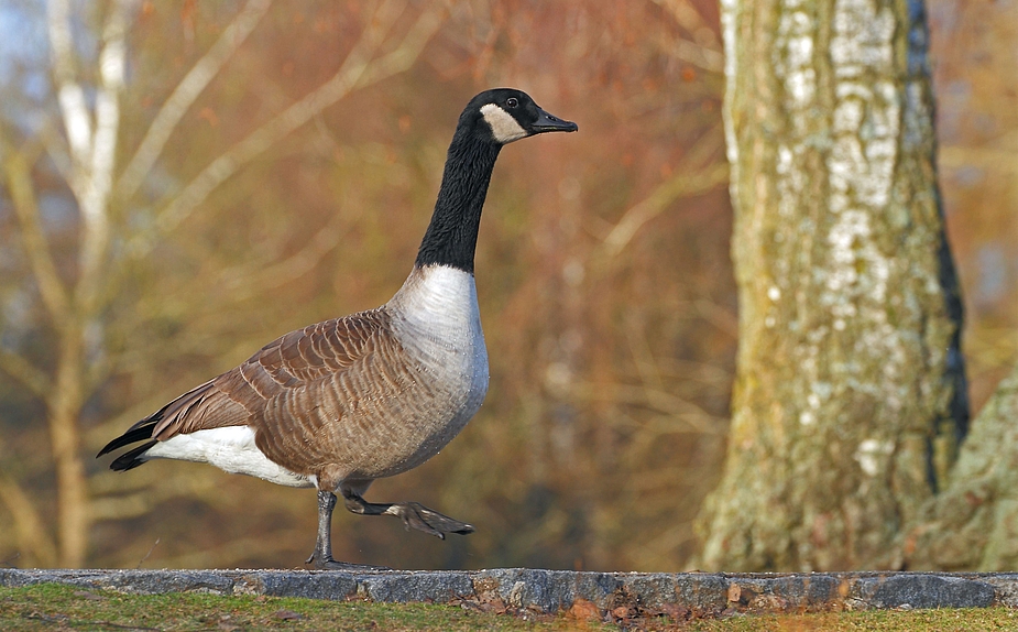 Kanadischer Gänsemarsch