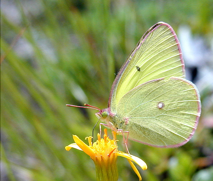 kanadischer Gelbling